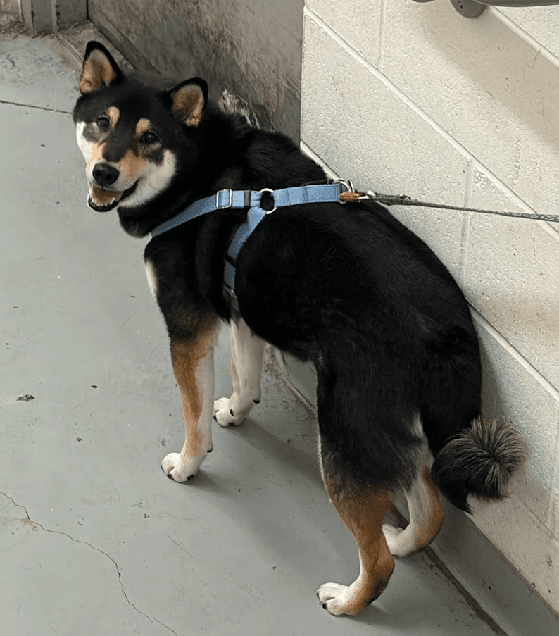Myunga Dog